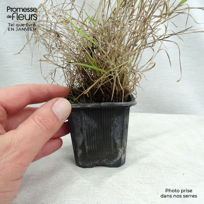 Amostra de Eragrostis trichodes - Herbe d'amour Vaso de 8/9 cm tal como entregue no inverno
