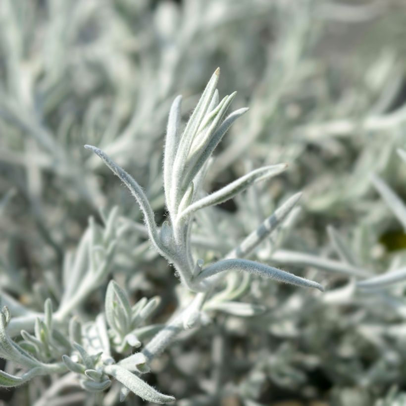 Eremophila Beryl's Blue (Folhagem)