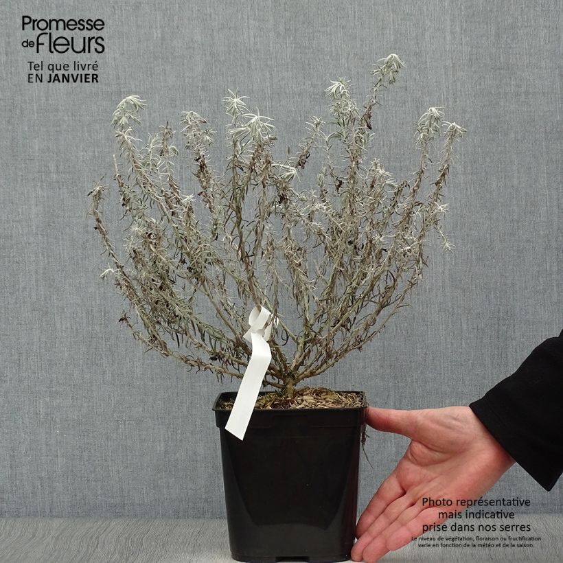 Amostra de Eremophila Beryl's Blue - Eremophile  Pot de 3L/4L tal como entregue no inverno