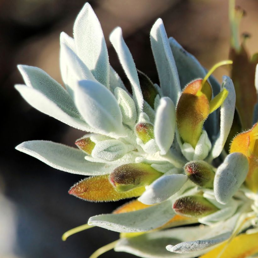Eremophila glabra Kalbarri Carpet (Floração)
