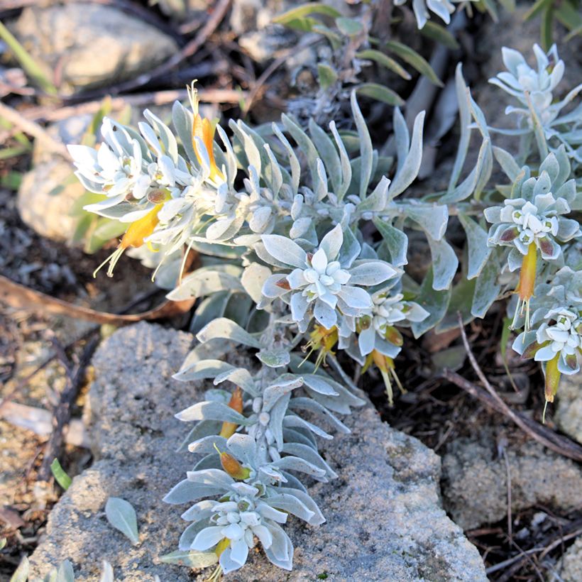 Eremophila glabra Kalbarri Carpet (Hábito)