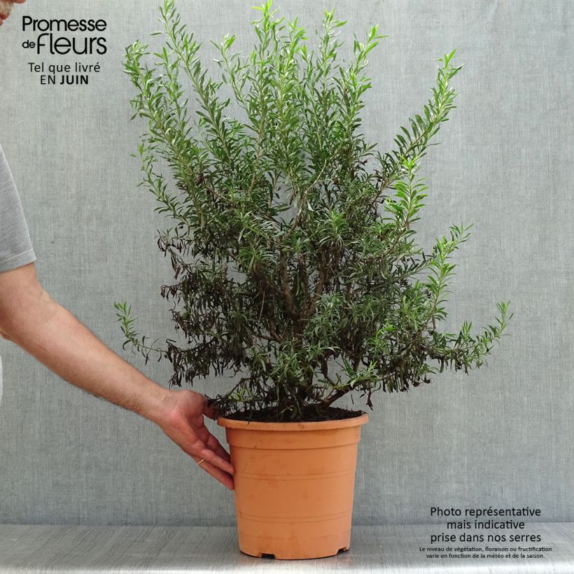 Amostra de Eremophila maculata Aurea Vaso de 7,5 L/10 L tal como entregue no verão