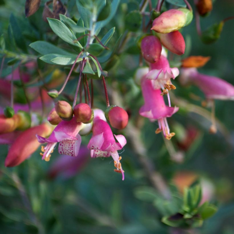 Eremophila maculata (Floração)