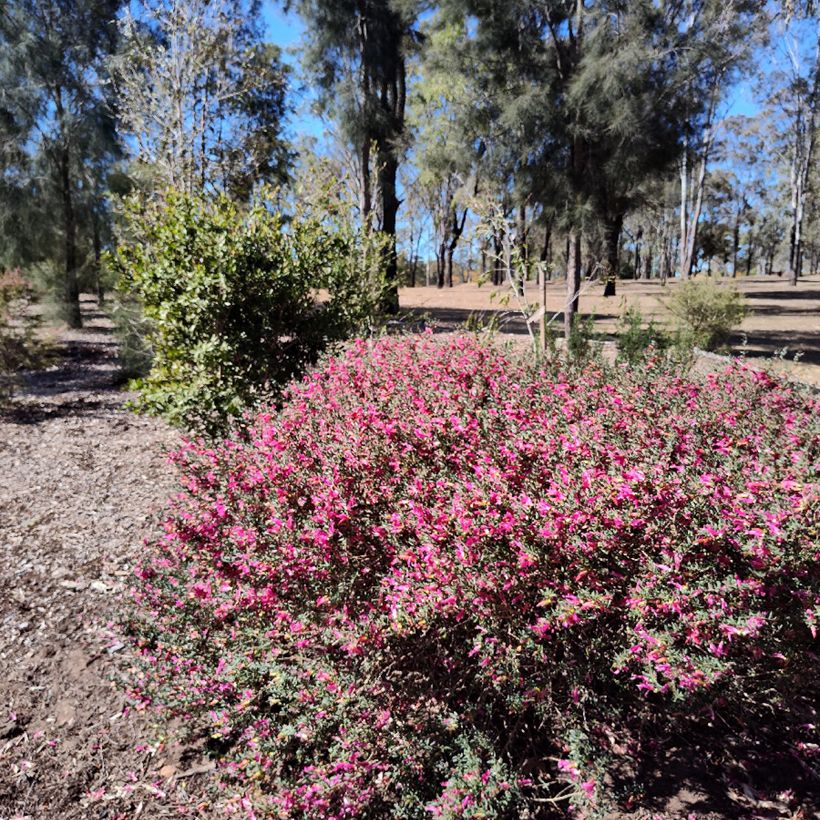 Eremophila maculata (Hábito)