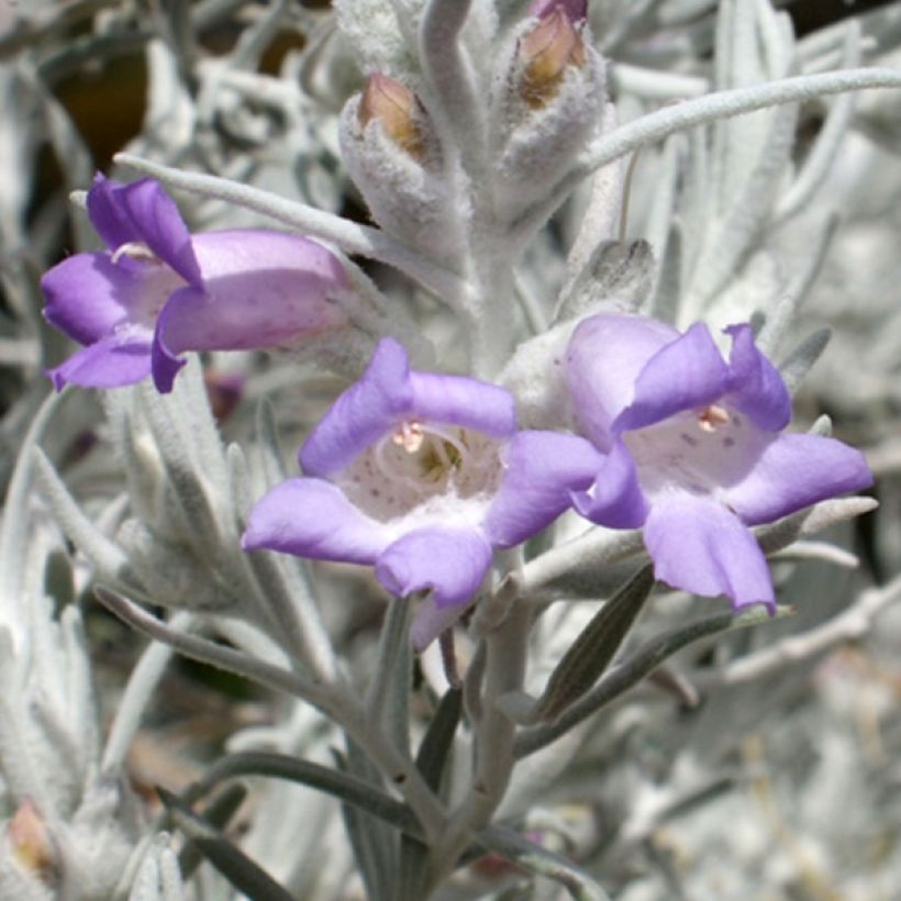 Eremophila nivea (Floração)