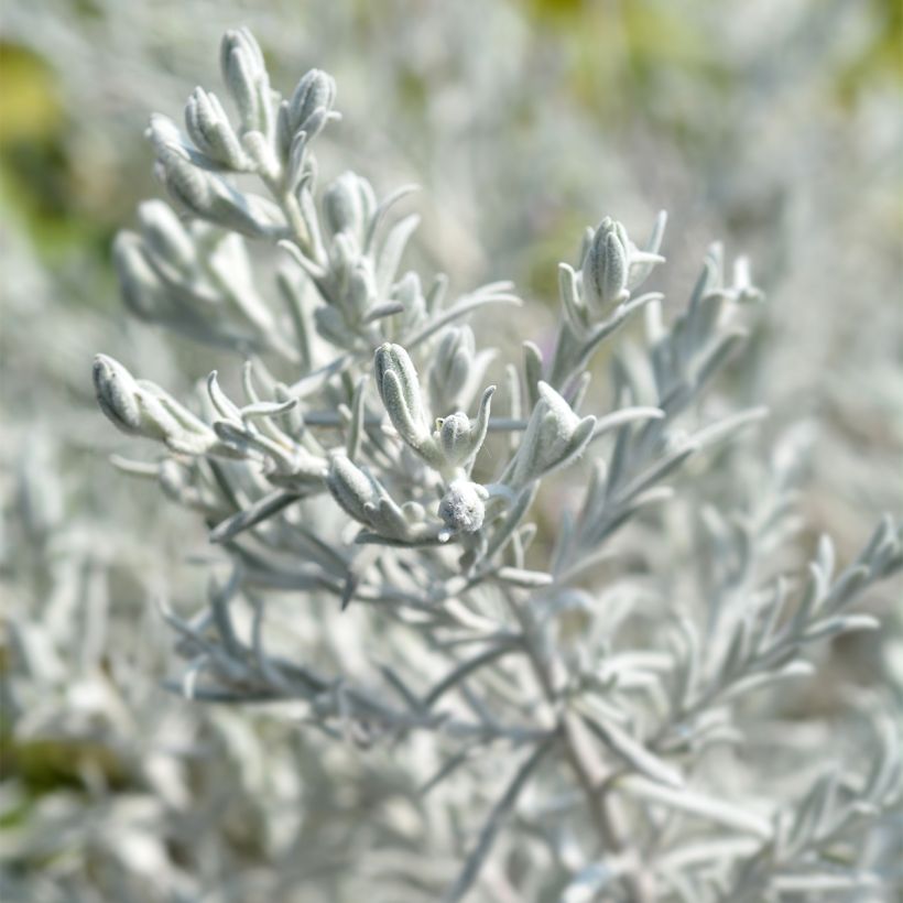 Eremophila nivea (Folhagem)