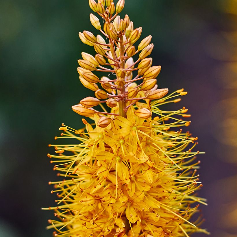 Eremurus Brun (Floração)