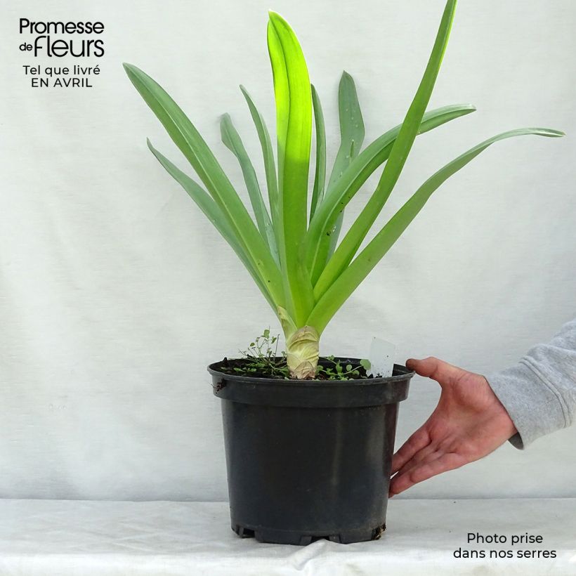 Amostra de Eremurus himalaicus Vaso de 7,5 L/10 L tal como entregue na primavera