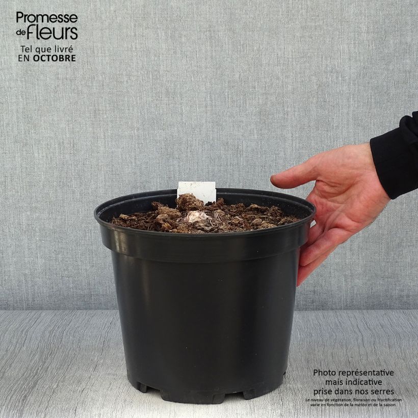 Amostra de Eremurus himalaicus Vaso de 7,5 L/10 L tal como entregue no outono