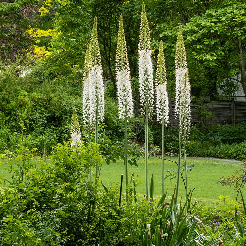 Eremurus himalaicus (Hábito)