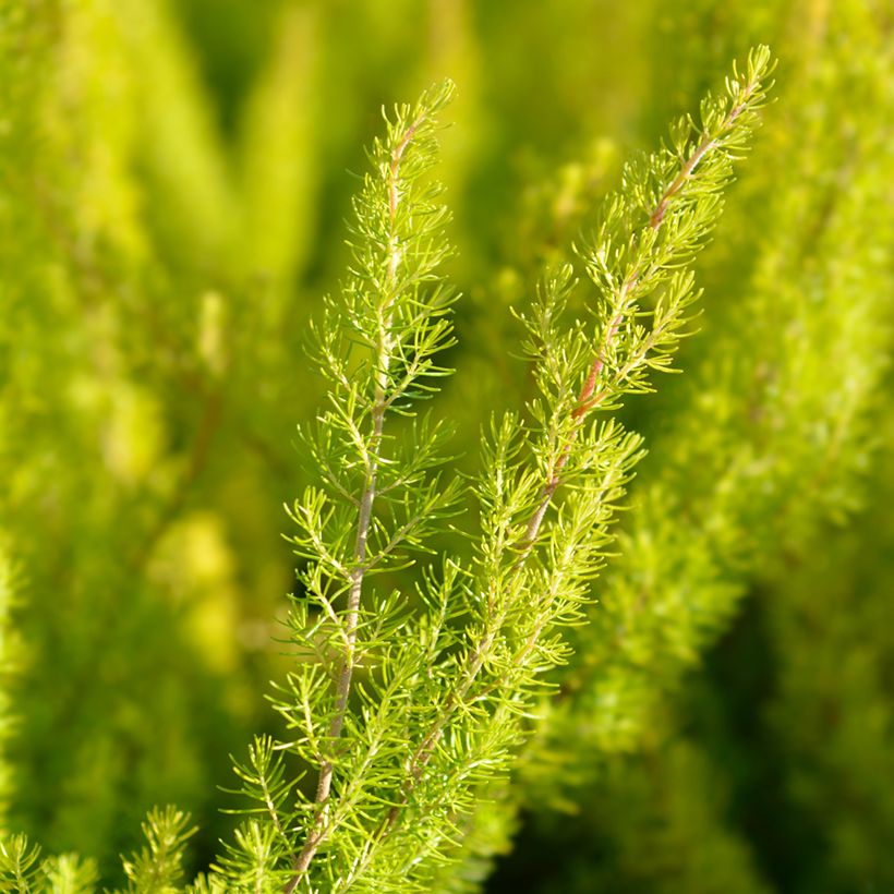 Urze-branca Albert's Gold - Erica arborea (Folhagem)
