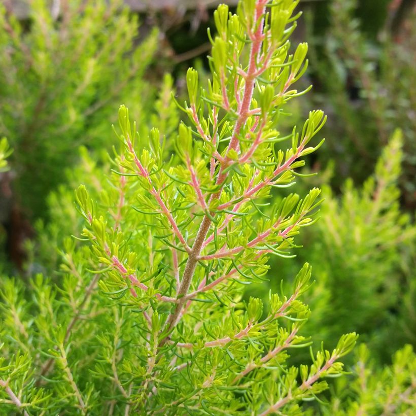 Urze-branca Estrella Gold - Erica arborea (Folhagem)