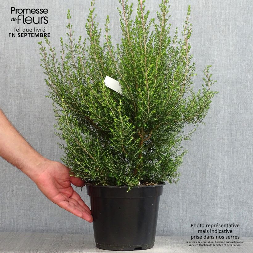 Amostra de Erica canaliculata - Urze-arbustiva-de-natal Vaso de 4 L/5 L tal como entregue no verão