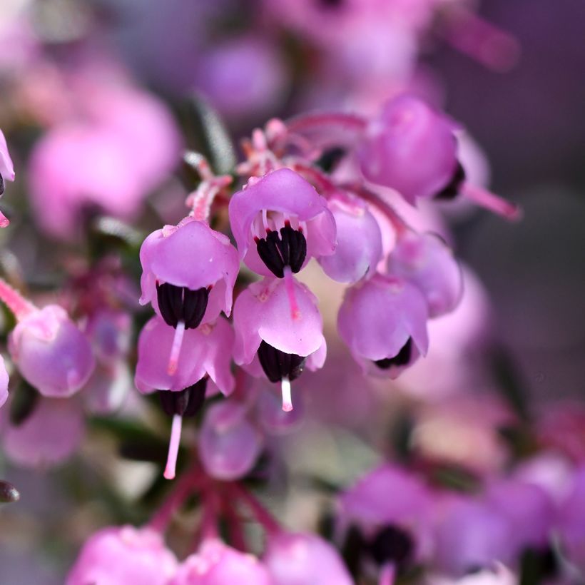 Erica canaliculata - Urze-arbustiva-de-natal (Floração)