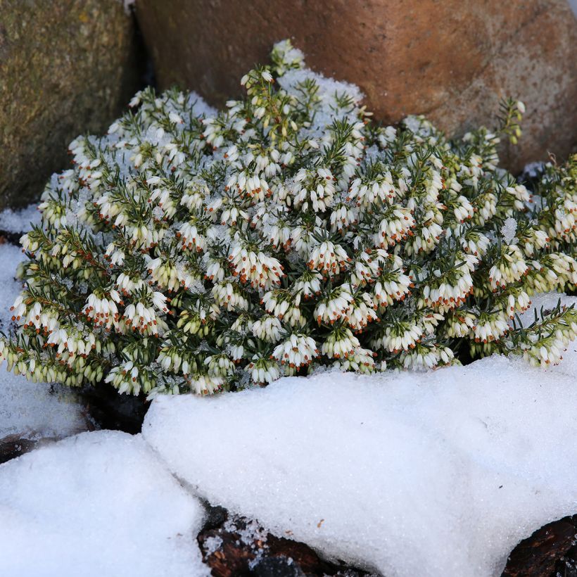 Urze-de-inverno Schneekuppe - Erica carnea (Hábito)