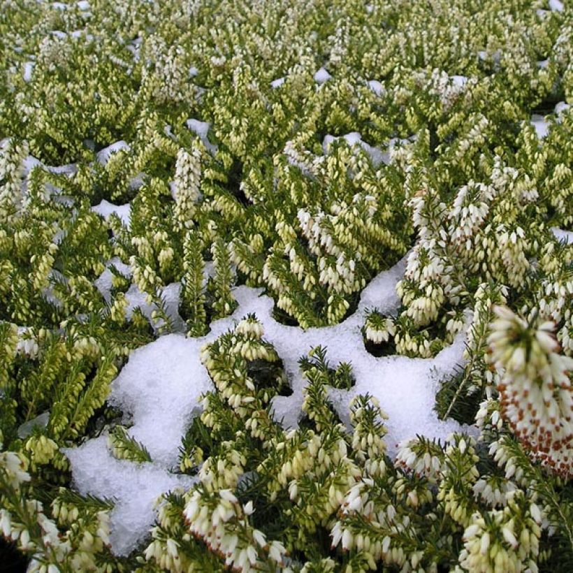 Urze-de-inverno Springwood White - Erica carnea (Hábito)