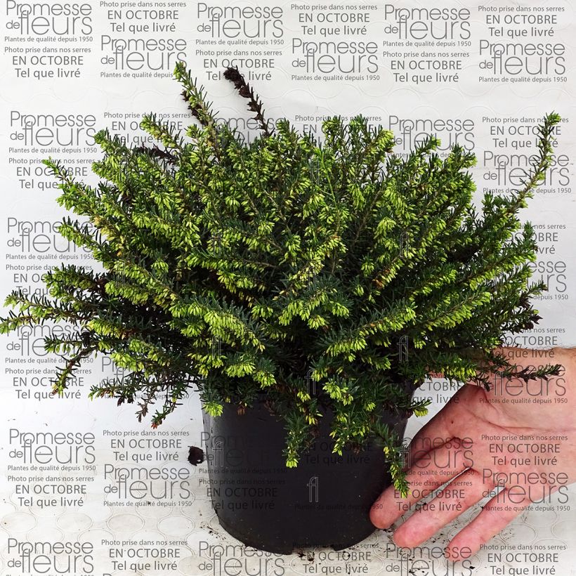 Exemplo de amostra de Erica darleyensis Darley Dale - Bruyère d'hiver Pot de 2L/3L tal como entregue