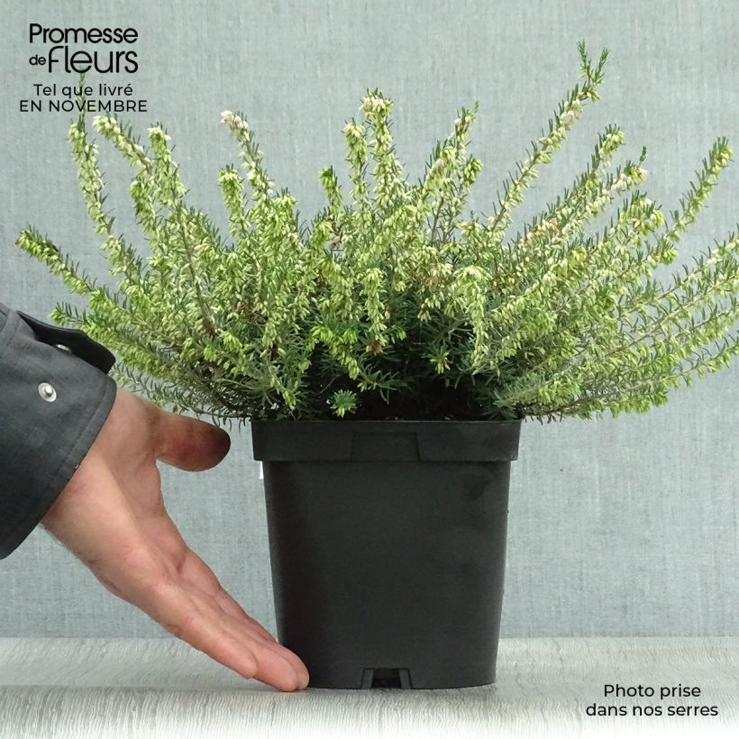 Amostra de Urze de inverno Darley Dale - Erica darleyensis Vaso de 2 L/3 L tal como entregue no outono