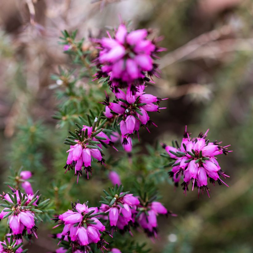 Urze de inverno J.W. Porter - Erica darleyensis (Floração)