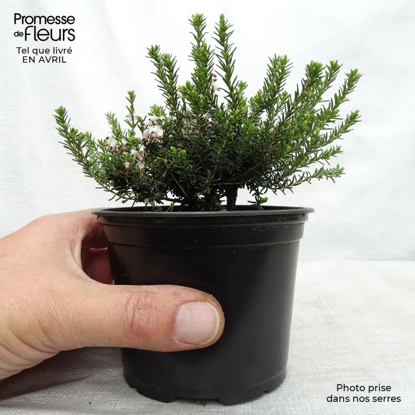 Amostra de Urze de inverno White Perfection - Erica darleyensis Vaso de 8/9 cm tal como entregue na primavera