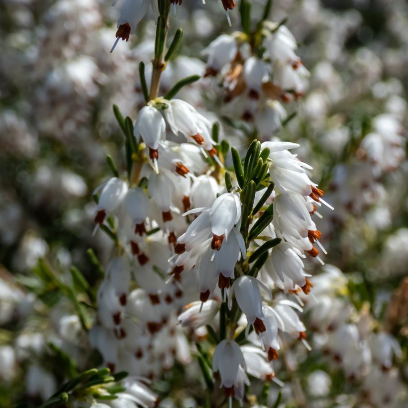 Urze de inverno White Perfection - Erica darleyensis (Floração)