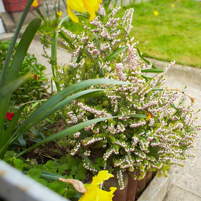 Urze de inverno White Perfection - Erica darleyensis (Hábito)