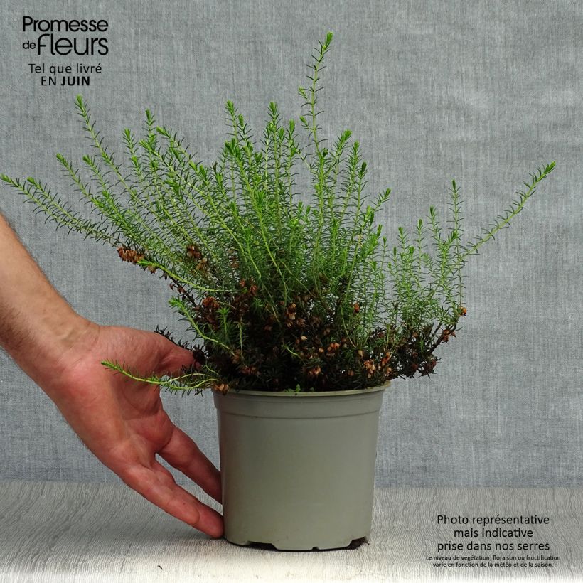 Amostra de Urze de inverno White Perfection - Erica darleyensis Vaso de 8/9 cm tal como entregue no verão