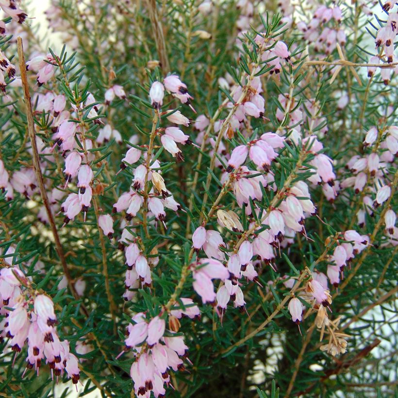 Erica mediterranea - Urze-mediterrânica (Floração)