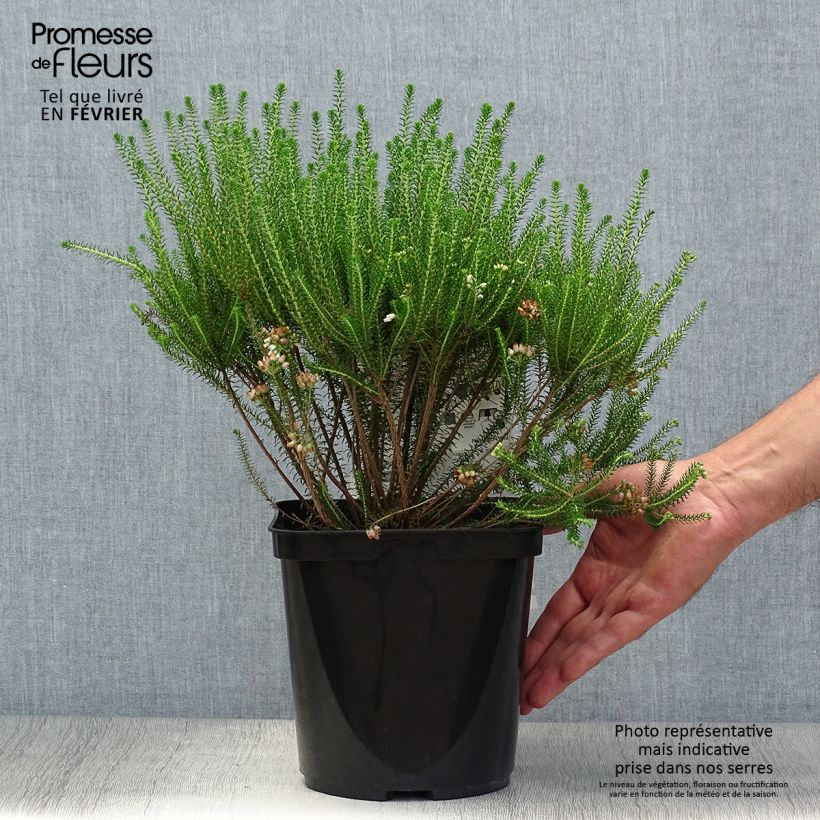 Amostra de Erica terminalis - Urze-da-córsega Vaso de 4 L/5 L tal como entregue no outono
