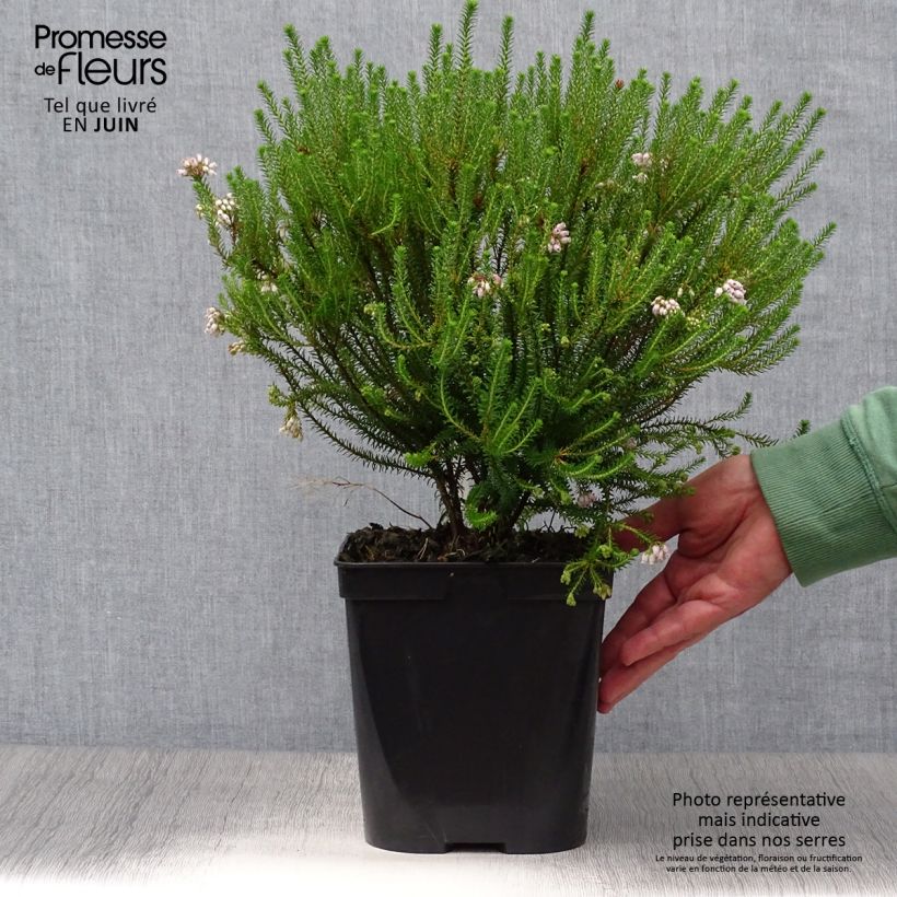 Amostra de Erica terminalis - Urze-da-córsega Vaso de 4 L/5 L tal como entregue no verão