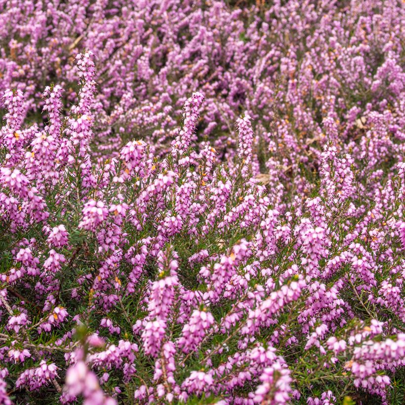 Erica terminalis - Urze-da-córsega (Hábito)