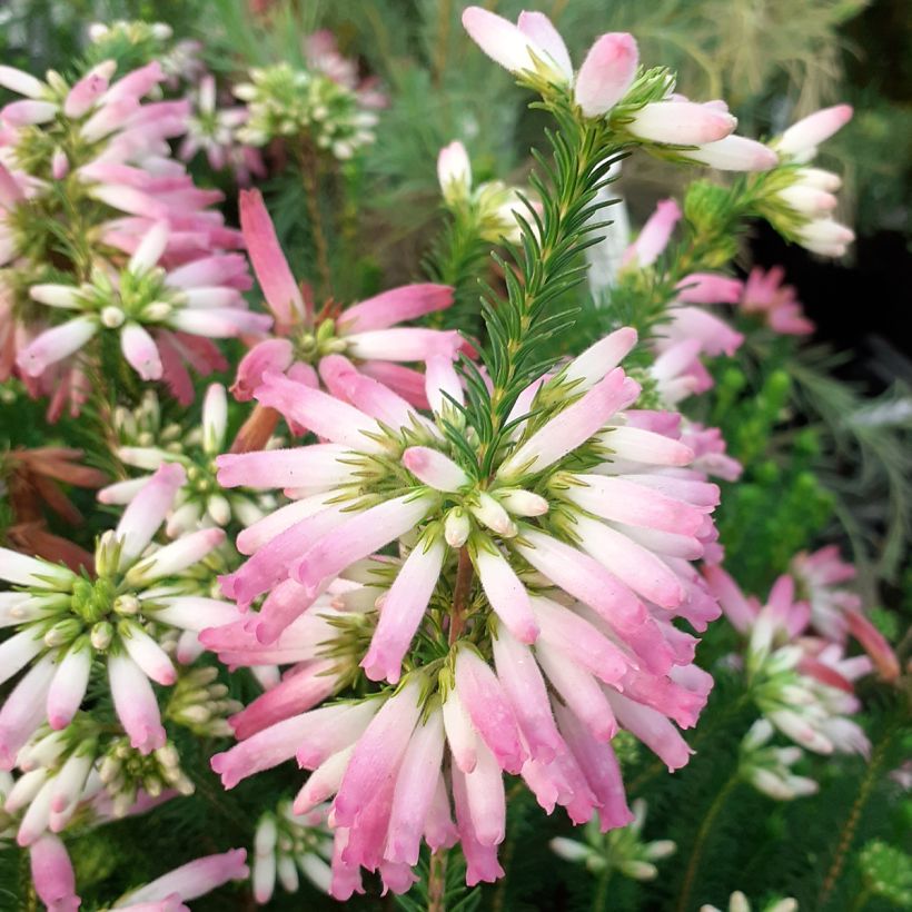 Erica verticillata (Floração)