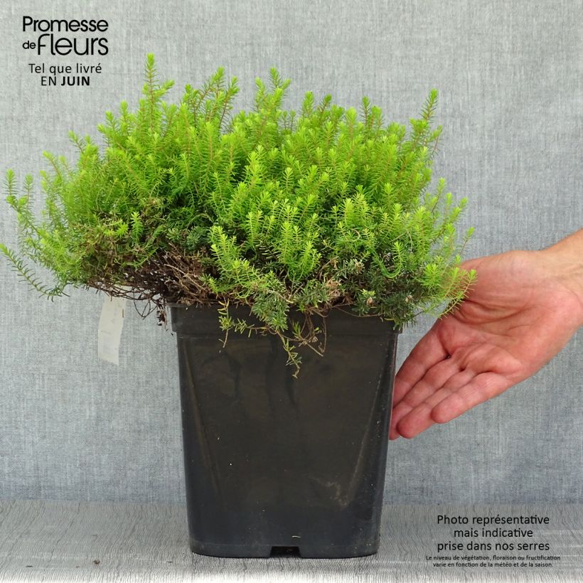 Amostra de Urze de inverno Eva Gold - Erica darleyensis Vaso de 3 L/4 L tal como entregue no verão