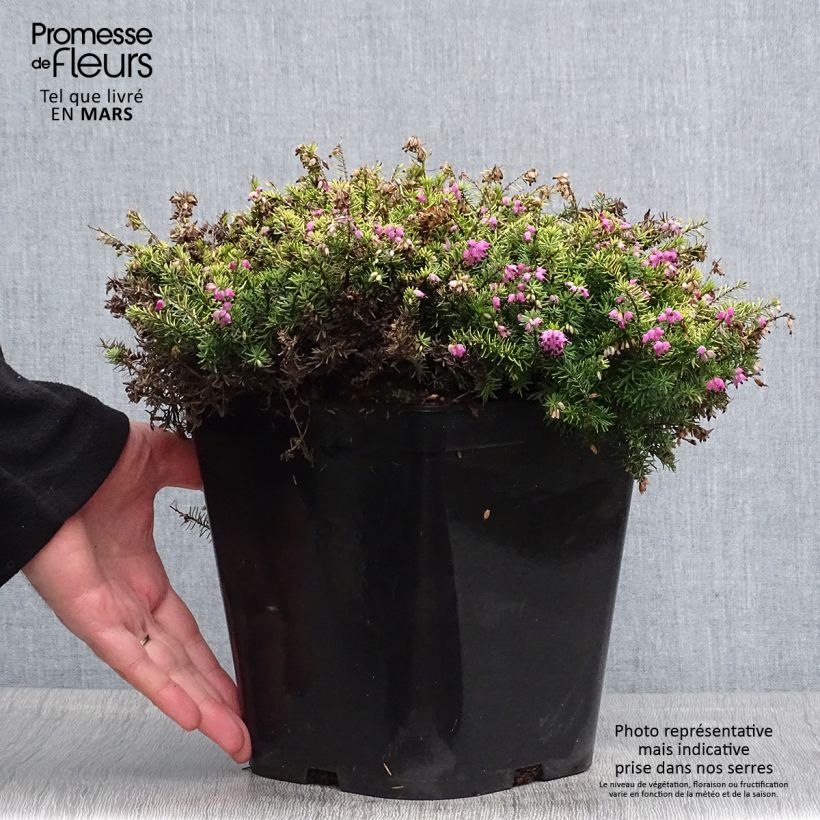 Amostra de Urze de inverno Eva Gold - Erica darleyensis Vaso de 3 L/4 L tal como entregue na primavera
