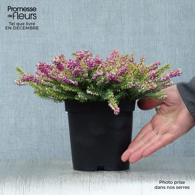 Amostra de Erica x darleyensis Eva Gold - Bruyère d'hiver Vaso de 1 L/1,5 L tal como entregue no inverno