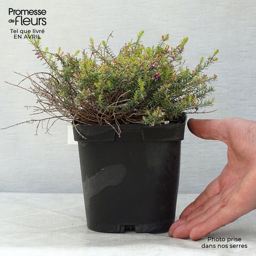 Amostra de Urze de inverno Eva Gold - Erica darleyensis Vaso de 1 L/1,5 L tal como entregue na primavera