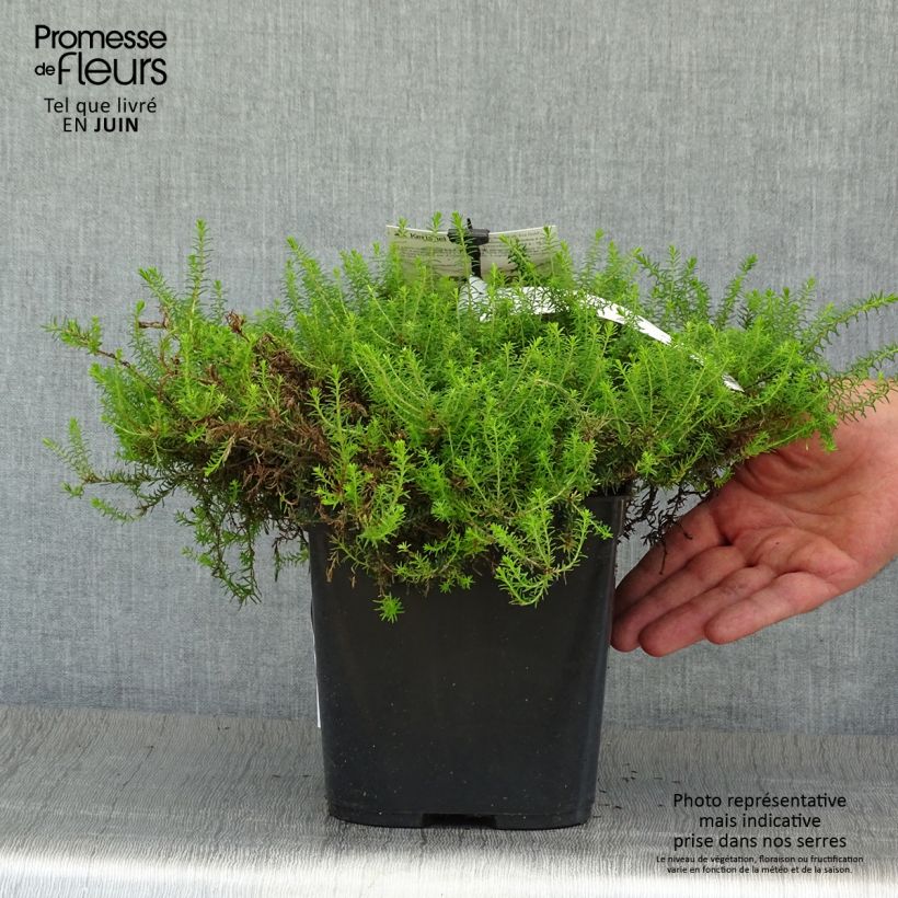 Amostra de Urze de inverno Eva Gold - Erica darleyensis Vaso de 1 L/1,5 L tal como entregue no verão
