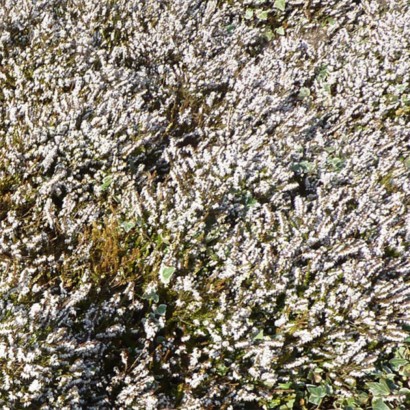 Urze de inverno Silberschmelze - Erica darleyensis (Floração)