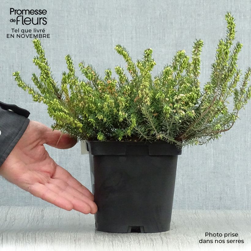 Amostra de Urze de inverno Spring Surprise - Erica darleyensis Vaso de 2 L/3 L tal como entregue no outono