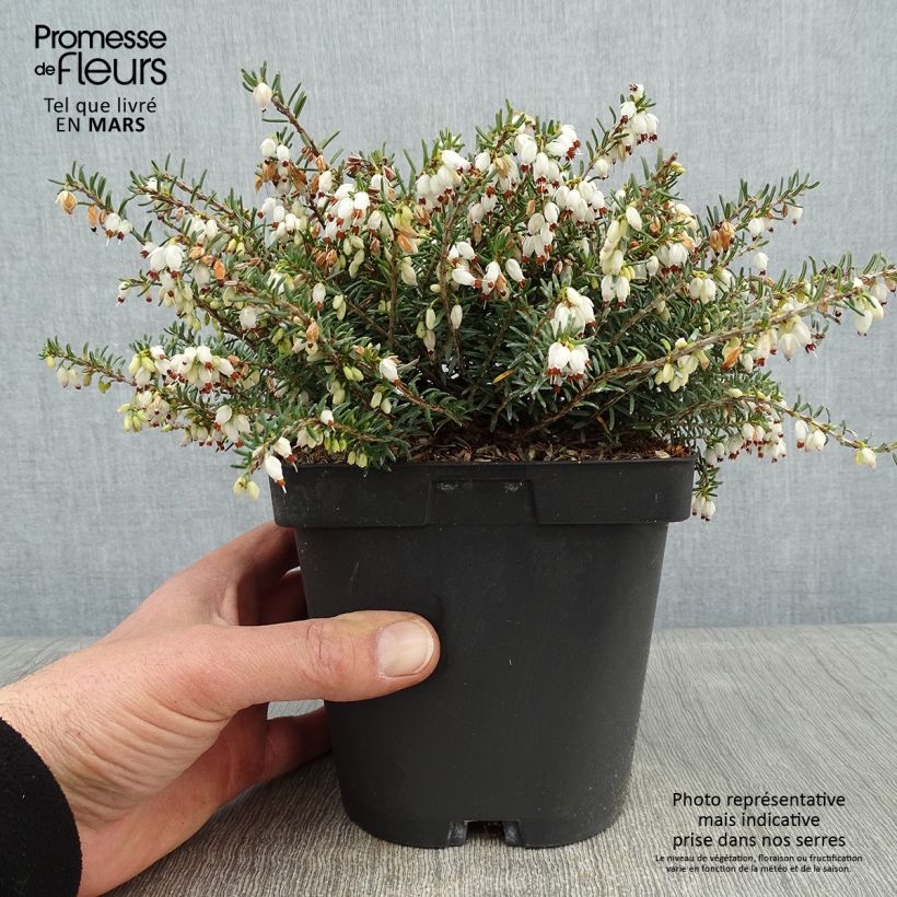 Amostra de Erica x darleyensis Winter Belles Katia - Bruyère d'hiver Vaso de 2 L/3 L tal como entregue no inverno