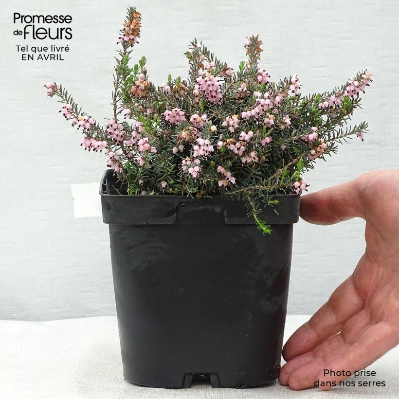 Amostra de Urze de inverno Winter Belles Phoebe - Erica darleyensis Vaso de 2 L/3 L tal como entregue na primavera