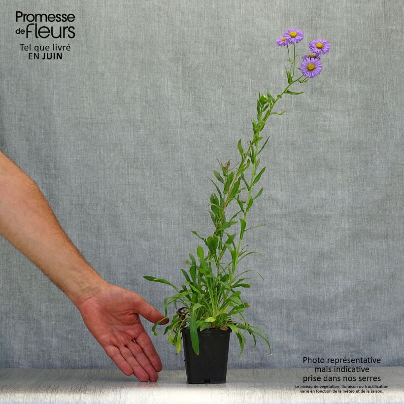 Amostra de Erigeron speciosus Azure Beauty Vaso de 8/9 cm tal como entregue no verão