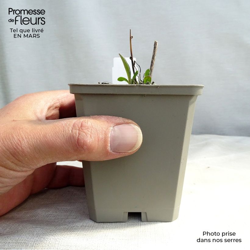 Amostra de Erigeron Azure Beauty - Vergerette Vaso de 8/9 cm tal como entregue no inverno