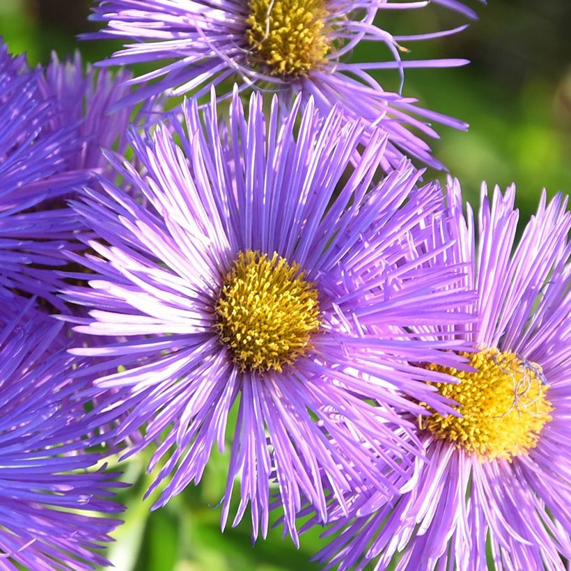 Erigeron Dignity (Floração)
