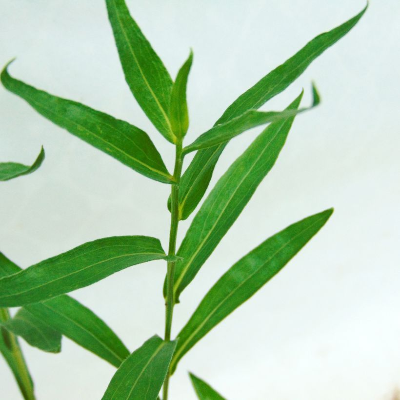 Erigeron Dunkelste Aller (Folhagem)