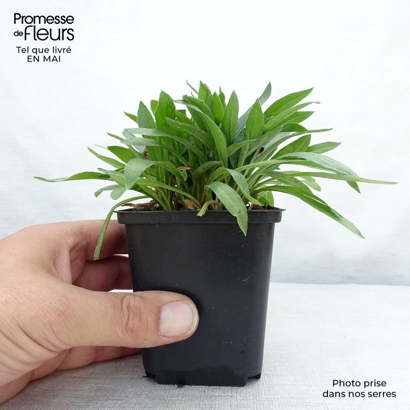 Amostra de Erigeron Dunkelste Aller Vaso de 8/9 cm tal como entregue na primavera