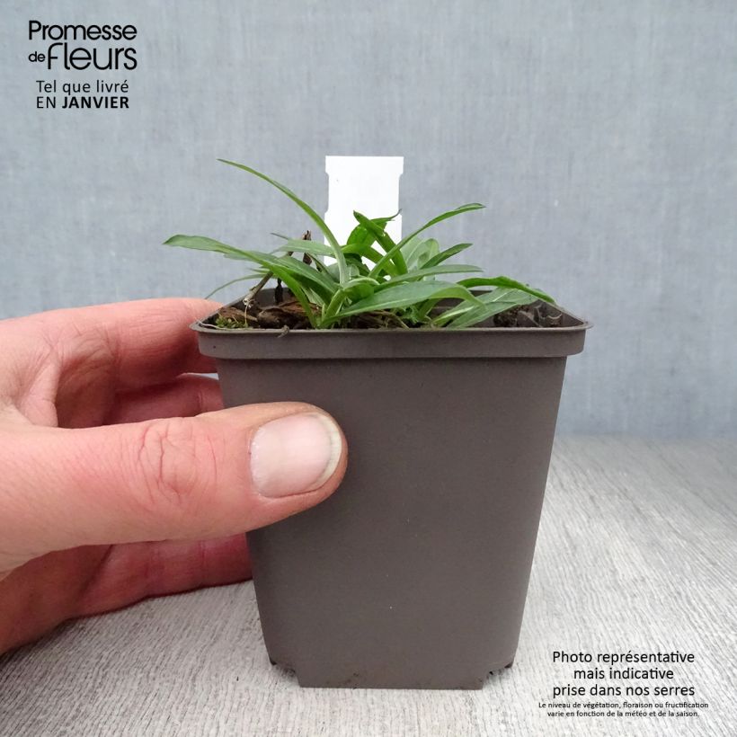 Amostra de Erigeron Dunkelste Aller - Vergerette Vaso de 8/9 cm tal como entregue no inverno