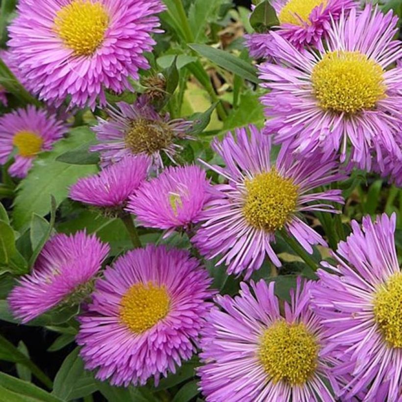 Erigeron Foersters Liebling (Floração)