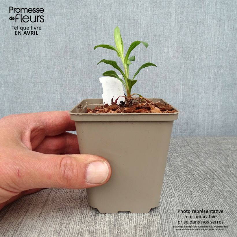 Amostra de Erigeron Foersters Liebling Vaso de 8/9 cm tal como entregue na primavera