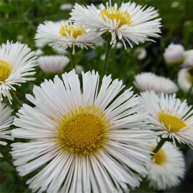 Erigeron Professor Korodi (Floração)